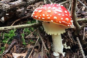 SIMBOL ŽIVLJENJA IN SREČE