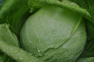 ZELJNATA GLAVA NA ZELJNIKU