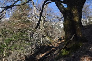 BELA ŽENA V BAŠKI GRAPI