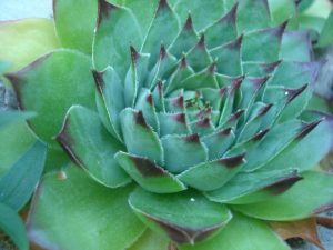 NETRESK ALI PERUNOVA BRADA