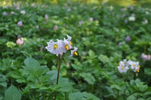 KROMPIR – KRUH UBOGIH