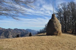 KOJCA IN NJENA GLORIJA